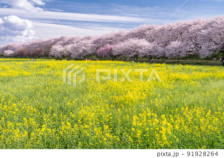 《埼玉県》満開の桜と菜の花・春の権現堂桜堤 《埼玉県》満開の桜と菜の花・春の権現堂桜堤 91928264