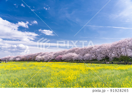 《埼玉県》満開の桜と菜の花・春の権現堂桜堤 91928265