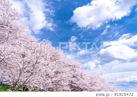 《埼玉県》満開の桜・春の権現堂桜堤 91928472