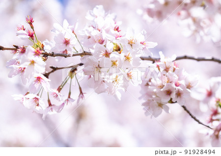 《埼玉県》満開の桜・春の権現堂桜堤 91928494