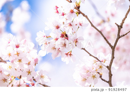 《埼玉県》満開の桜・春の権現堂桜堤 91928497