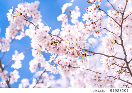 《埼玉県》満開の桜・春の権現堂桜堤 91928501