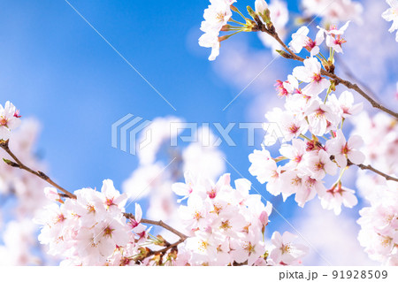 《埼玉県》満開の桜・春の権現堂桜堤 91928509