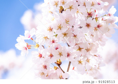 《埼玉県》満開の桜・春の権現堂桜堤 91928513