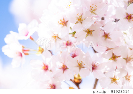 《埼玉県》満開の桜・春の権現堂桜堤 91928514