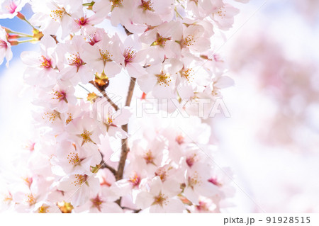 《埼玉県》満開の桜・春の権現堂桜堤 91928515
