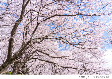 《埼玉県》満開の桜・春の権現堂桜堤 91928518