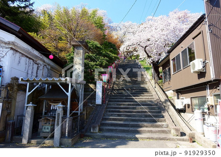 満開の桜　さくら　サクラ  烏帽子山公園 91929350
