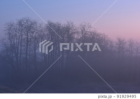 冬の夜明け前の朝霧立ち込める渡良瀬遊水地 91929495