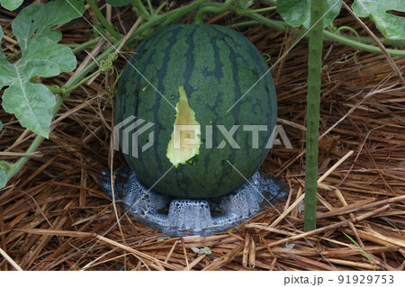 カラスに喰われたスイカ カラスに喰われたスイカ 91929753