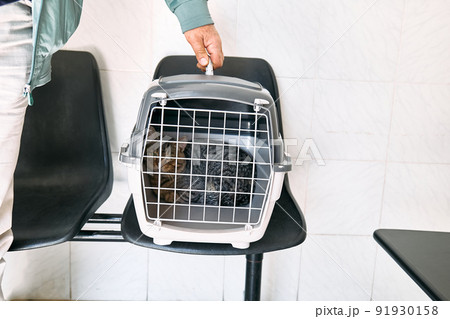 Hand of man carrying cat in a cage in veterinary clinic. Sad cat behind bars, closed in transport box or pet carrier. Homeless pets and veterinary concept. Hand of man carrying cat in a cage in veterinary clinic. Sad cat behind bars, closed in transport box or pet carrier. Homeless pets and veterinary concept. 91930158
