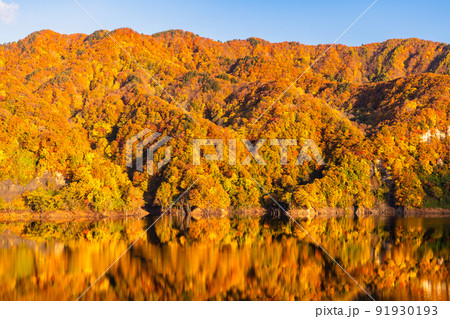 青森県 紅葉の白神山地　～美山湖～ 91930193