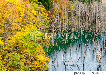 青森県 紅葉の白神山地 ~美山湖~ 青森県 紅葉の白神山地 ~美山湖~ 91930203