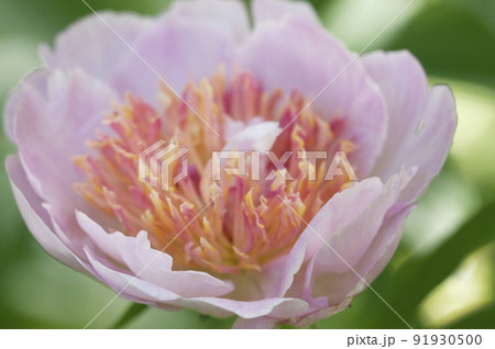 Blooming pink peony in the garden, close up shot 91930500