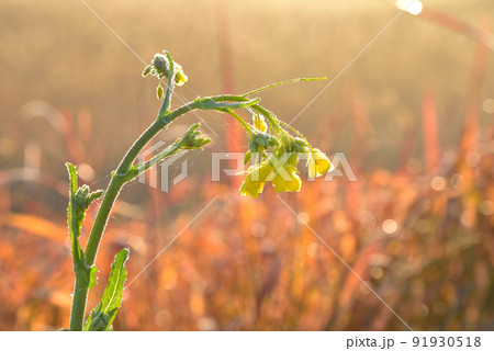 霜をまとった冬の菜の花　 91930518