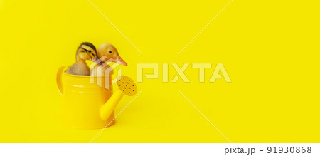 banner two small yellow and variegated duckling in metal watering can on yellow background, selective focus banner two small yellow and variegated duckling in metal watering can on yellow background, selective focus 91930868