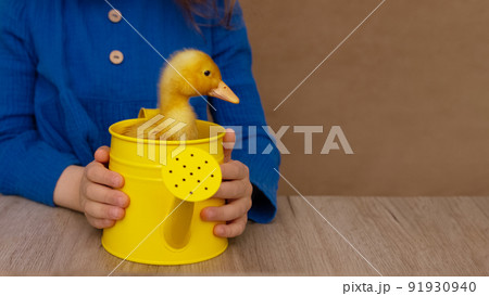 small yellow duckling in metal watering can in girl's hands on blue background, selective focus small yellow duckling in metal watering can in girl's hands on blue background, selective focus 91930940