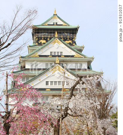 大阪城公園桜　桜　大阪城桜　大阪城春　 91931037