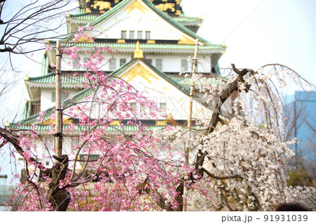 大阪城公園桜　桜　大阪城桜　大阪城春　 91931039