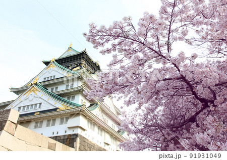 大阪城公園桜　桜　大阪城桜　大阪城春　 91931049