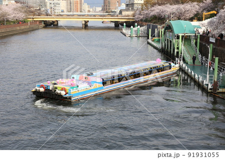 大阪城公園桜　桜　大阪城桜　大阪城春　 91931055