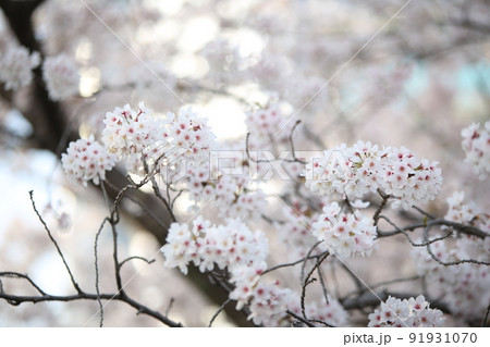 大阪城公園桜 桜 大阪城桜 大阪城春 大阪城公園桜 桜 大阪城桜 大阪城春 91931070
