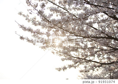 大阪城公園桜 桜 大阪城桜 大阪城春 大阪城公園桜 桜 大阪城桜 大阪城春 91931074