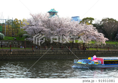 大阪城公園桜　桜　大阪城桜　大阪城春　 91931081
