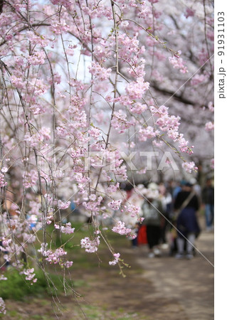 大阪城公園桜 桜 大阪城桜 大阪城春 大阪城公園桜 桜 大阪城桜 大阪城春 91931103