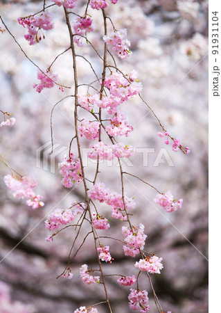 大阪城公園桜　桜　大阪城桜　大阪城春　 91931104