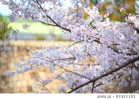 大阪城公園桜　桜　大阪城桜　大阪城春　 91931105