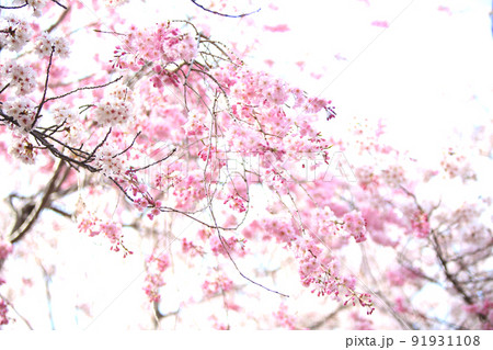 大阪城公園桜　桜　大阪城桜　大阪城春　 91931108