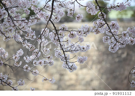 大阪城公園桜　桜　大阪城桜　大阪城春　 91931112