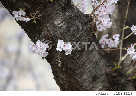 大阪城公園桜　桜　大阪城桜　大阪城春　 91931113