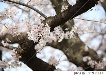 大阪城公園桜　桜　大阪城桜　大阪城春　 91931114