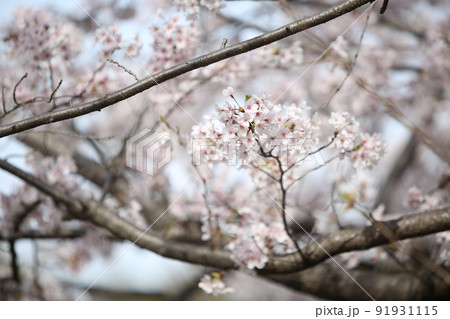 大阪城公園桜　桜　大阪城桜　大阪城春　 91931115