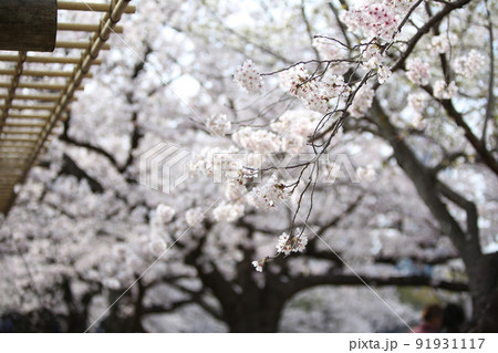 大阪城公園桜　桜　大阪城桜　大阪城春　 91931117