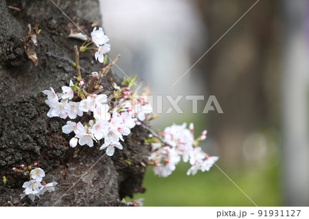 大阪城公園桜 桜 大阪城桜 大阪城春 大阪城公園桜 桜 大阪城桜 大阪城春 91931127