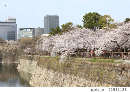 大阪城公園桜　桜　大阪城桜　大阪城春　 91931128