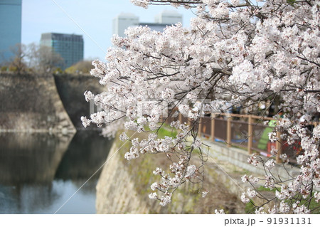 大阪城公園桜　桜　大阪城桜　大阪城春　 91931131