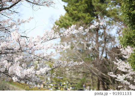 大阪城公園桜 桜 大阪城桜 大阪城春 大阪城公園桜 桜 大阪城桜 大阪城春 91931133