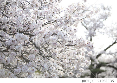 大阪城公園桜　桜　大阪城桜　大阪城春　 91931135