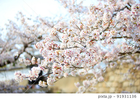 大阪城公園桜 桜 大阪城桜 大阪城春 大阪城公園桜 桜 大阪城桜 大阪城春 91931136