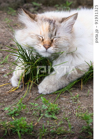 野外でお昼寝中の顔見知りの地域猫のしろちゃんの写真素材 [91931325