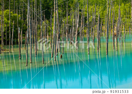 夏の北海道 青い池の絶景 夏の北海道 青い池の絶景 91931533