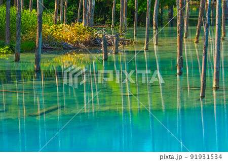 夏の北海道 青い池の絶景 夏の北海道 青い池の絶景 91931534