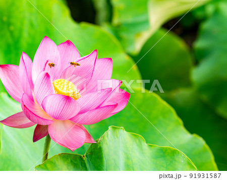 初夏の美しい花 華やかで美しい蓮の花と蜜を集めるかわいいミツバチ 初夏の美しい花 華やかで美しい蓮の花と蜜を集めるかわいいミツバチ 91931587