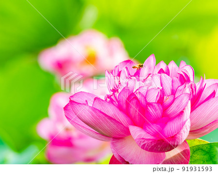 初夏の美しい花　華やかで美しい蓮の花と蜜を集めるかわいいミツバチ 91931593