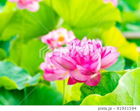 初夏の美しい花　華やかで美しい蓮の花 91931594