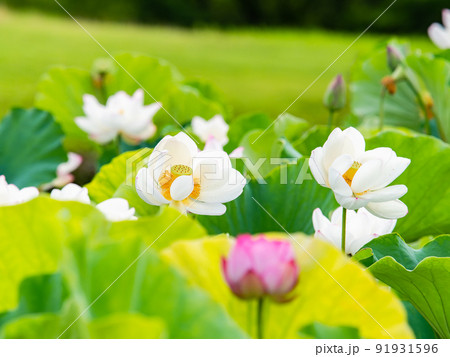 初夏の美しい花　華やかで美しい蓮の花 91931596